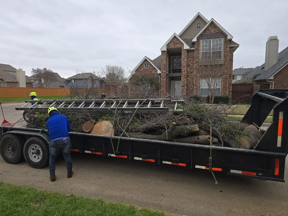 Expert Tree Removal with proper safety equipment in Litchfield Park